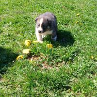 Chiot husky de sibérie #2