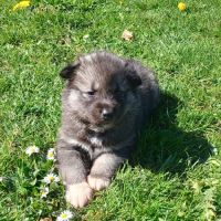 Chiot husky de sibérie