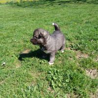 Chiot husky de sibérie #4