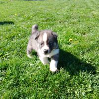 Chiot husky de sibérie #5