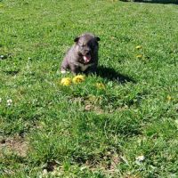 Chiot husky de sibérie #7