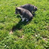 Chiot husky de sibérie #8