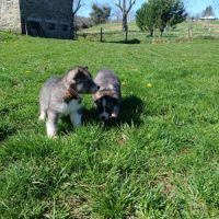 Chiot husky de sibérie #9