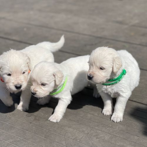 Golden retriever à réserver #1