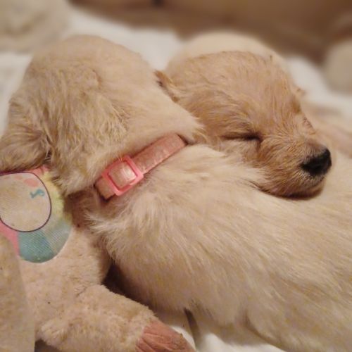 Golden retriever à réserver #2