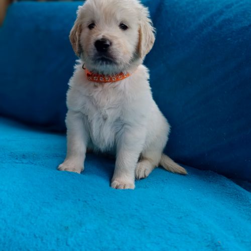 Golden retriever à réserver #3