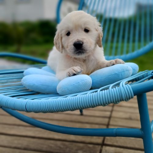 Golden retriever à réserver #4