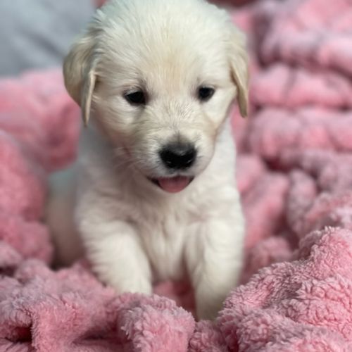 Golden retriever à réserver #5