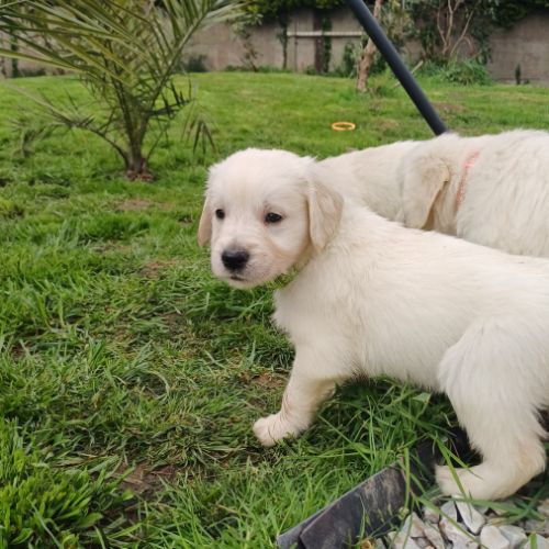 Golden retriever à réserver #7