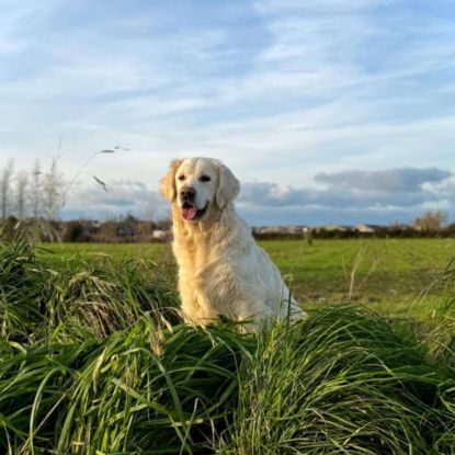 Golden retriever à réserver #9