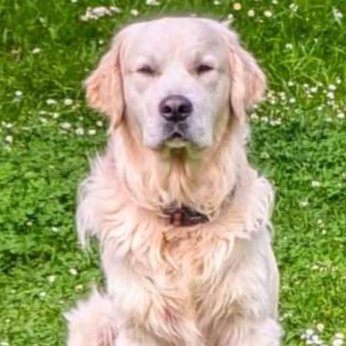 Golden retriever à réserver #10