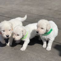 Golden retriever à réserver #1