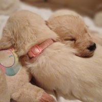 Golden retriever à réserver #2