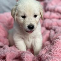 Golden retriever à réserver #5