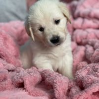Golden retriever à réserver