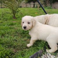 Golden retriever à réserver #7
