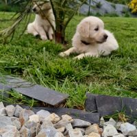 Golden retriever à réserver #8