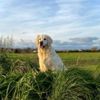 Golden retriever à réserver #9