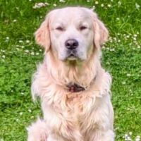 Golden retriever à réserver #10