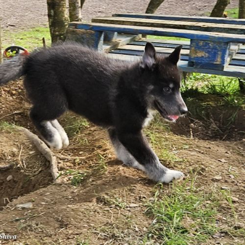 Pomsky f3b disponibles 3 mois