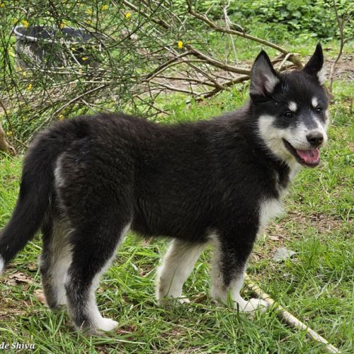 Pomsky f3b disponibles 3 mois #2