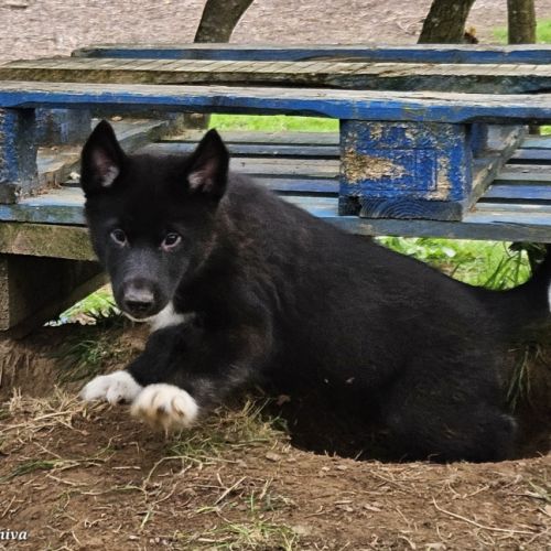 Pomsky f3b disponibles 3 mois #3