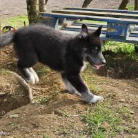 Pomsky f3b disponibles 3 mois #0