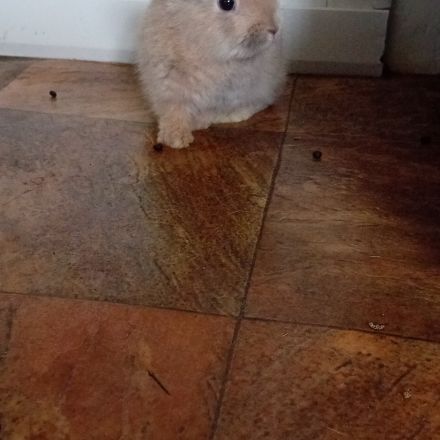 Lapin belier et nain de deux mois #2