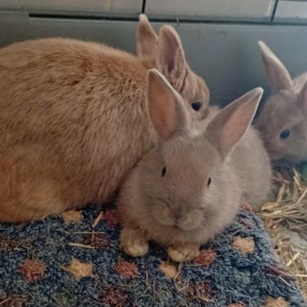 Lapin belier et nain de deux mois #3