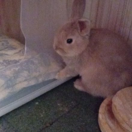 Lapin belier et nain de deux mois #4