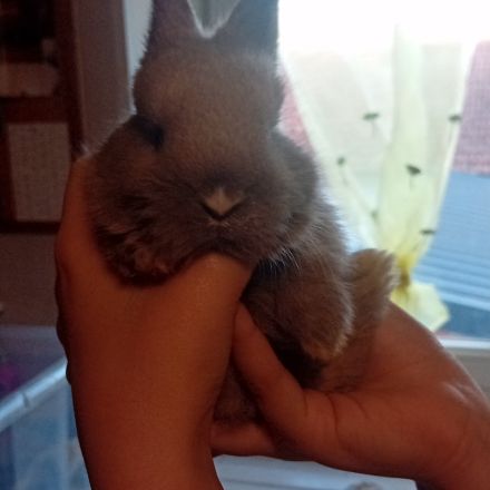 Lapin belier et nain de deux mois #6