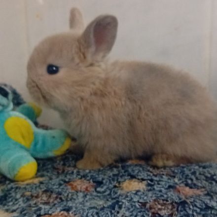 Lapin belier et nain de deux mois #7