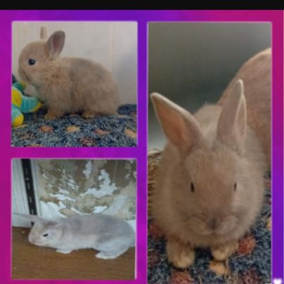 Lapin belier et nain de deux mois #8