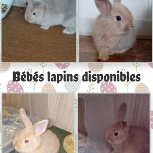 Lapin belier et nain de deux mois #9