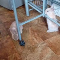 Lapin belier et nain de deux mois #1
