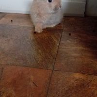 Lapin belier et nain de deux mois #2