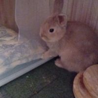 Lapin belier et nain de deux mois #4