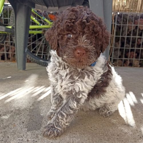 Chiots lagotto #1