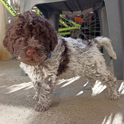 Chiots lagotto #3