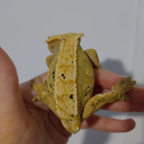 Gecko à crête femelle dalmatien #1