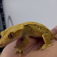 Gecko à crête femelle dalmatien #2