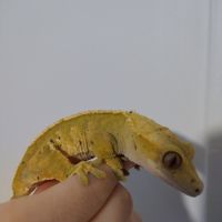 Gecko à crête femelle dalmatien #3