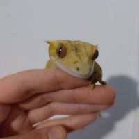 Gecko à crête femelle dalmatien