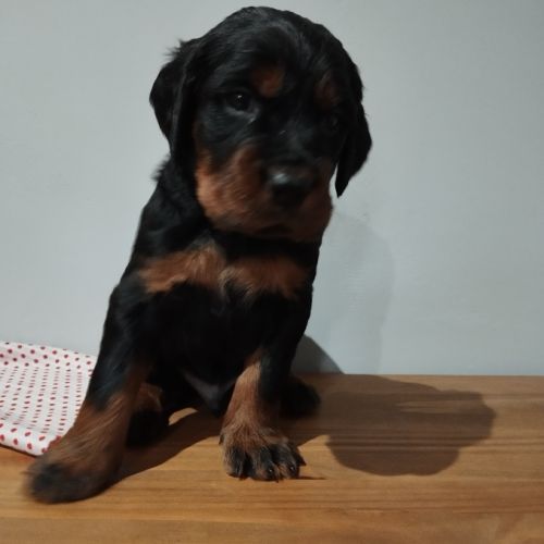 Chiots setter gordon #1