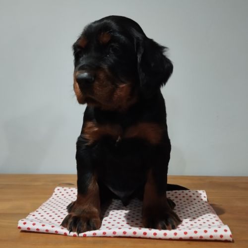 Chiots setter gordon #2