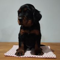 Chiots setter gordon #2