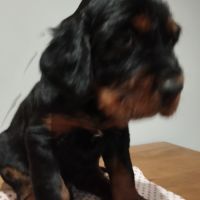 Chiots setter gordon