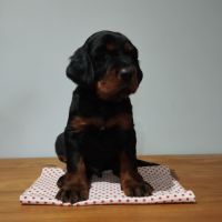 Chiots setter gordon #4