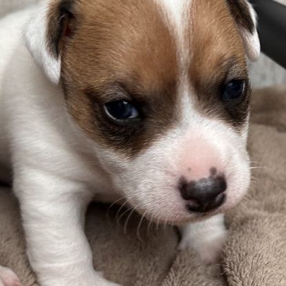Chiot jack russel #1