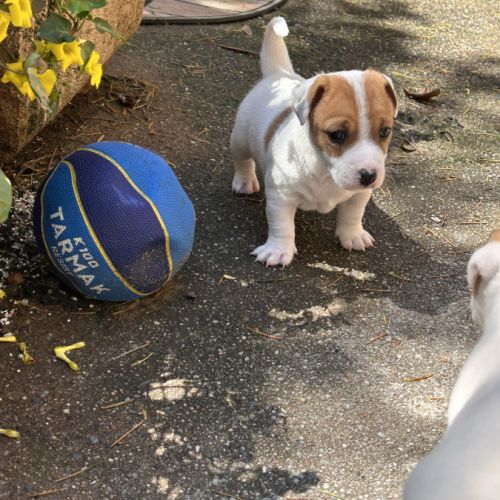 Chiot jack russel #3